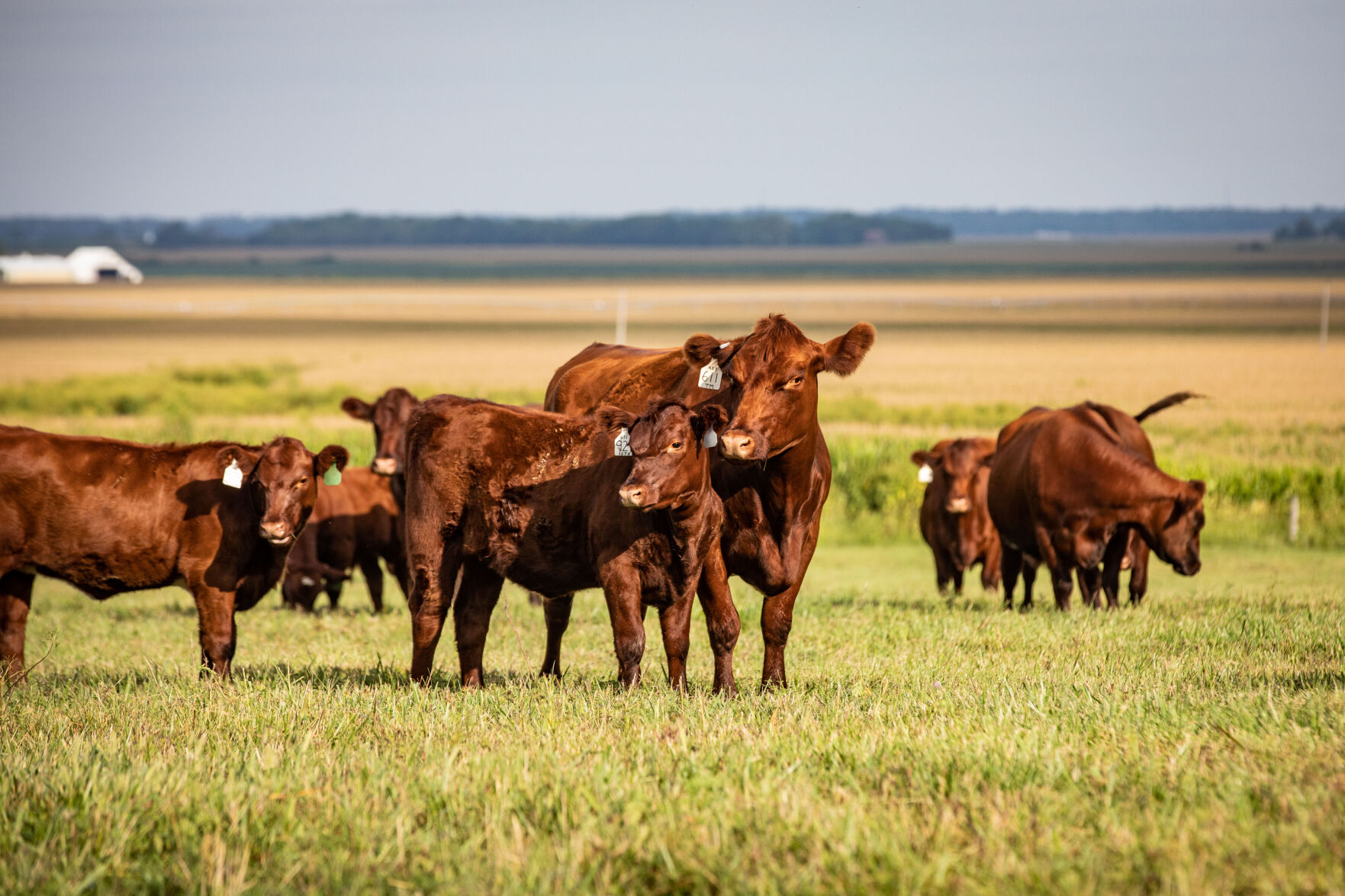Beef Breeds Shorthorns (3).jpg
